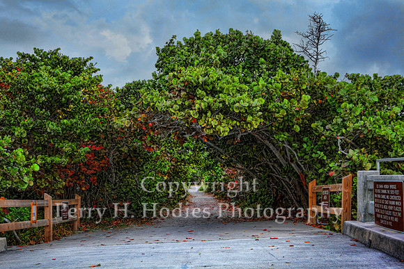 Sea Grape Walk