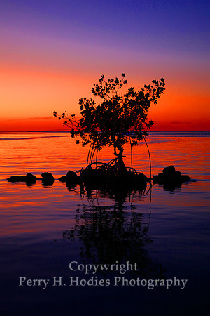 Mangrove Glo