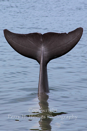 Fluke