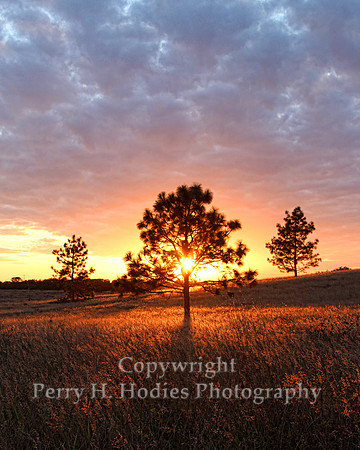 Tree Sunset