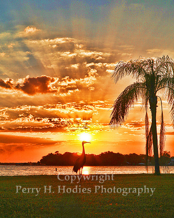 Sandhill Sunset