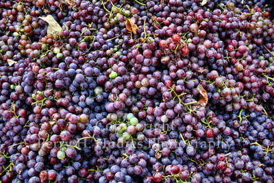 Picked before they're "wine"