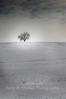 Lone Tree