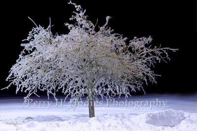 Tree of Ice