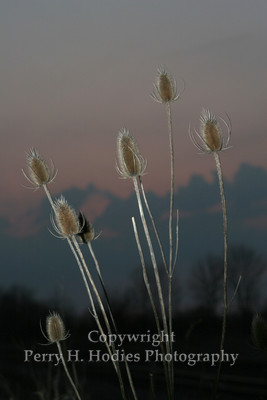 Evening Thistle