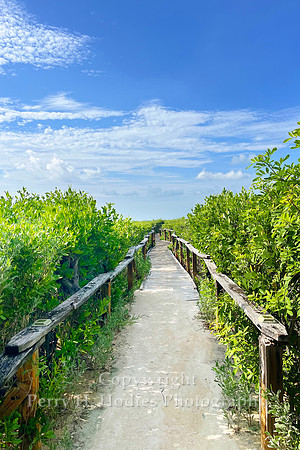 Mangrove Walk